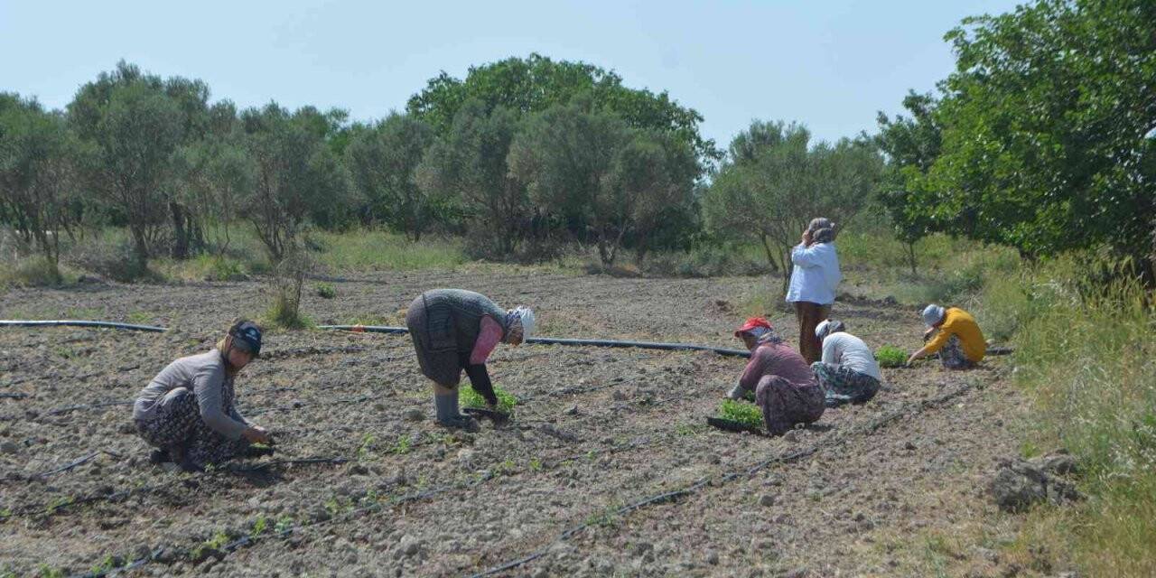 Balıkesir’de 50 bin stevya bitkisi toprakla buluştu