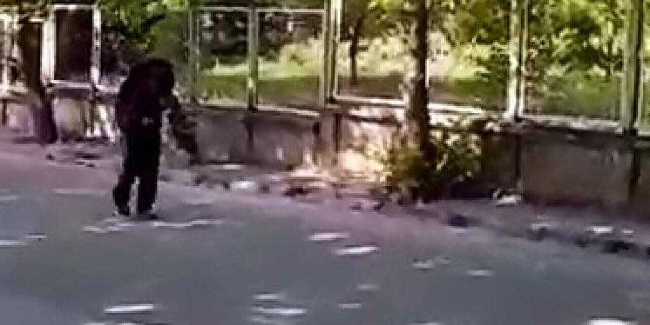 Yavrularını korumak isteyen kargalar vatandaşa zor anlar yaşattı