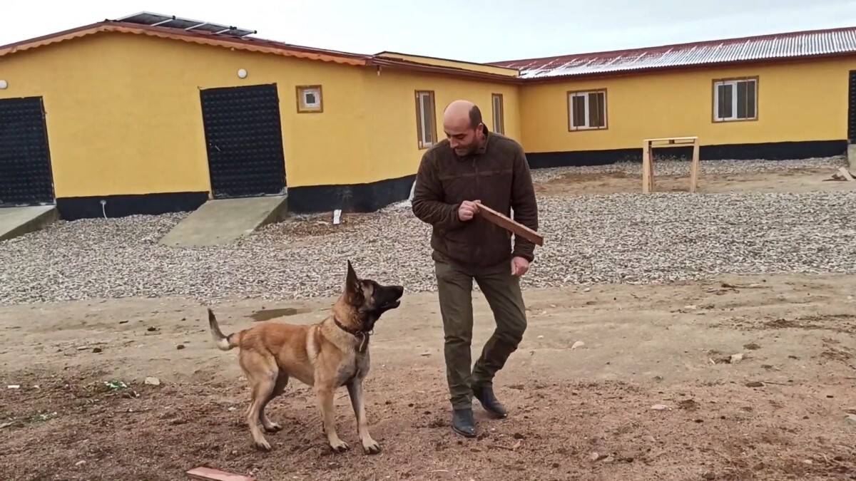 Baktığı köpek orta parmağını kopardı