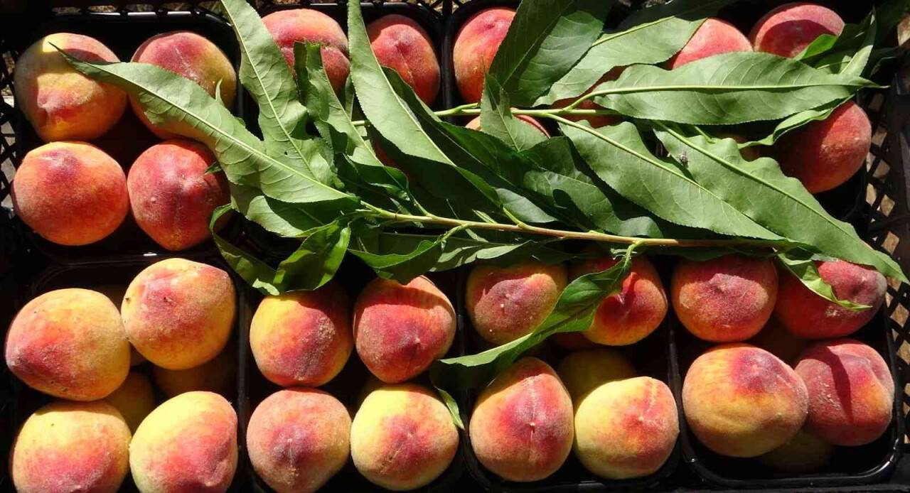 Erkenci şeftali üreticisinin yüzünü güldürdü