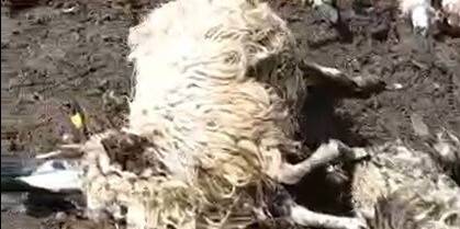 Gök gürültüsünden ürken 55 koyun telef oldu