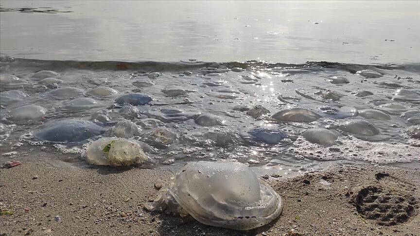 Kıyıya yakın kesimlerde görülen denizanalarına temas edilmemeli