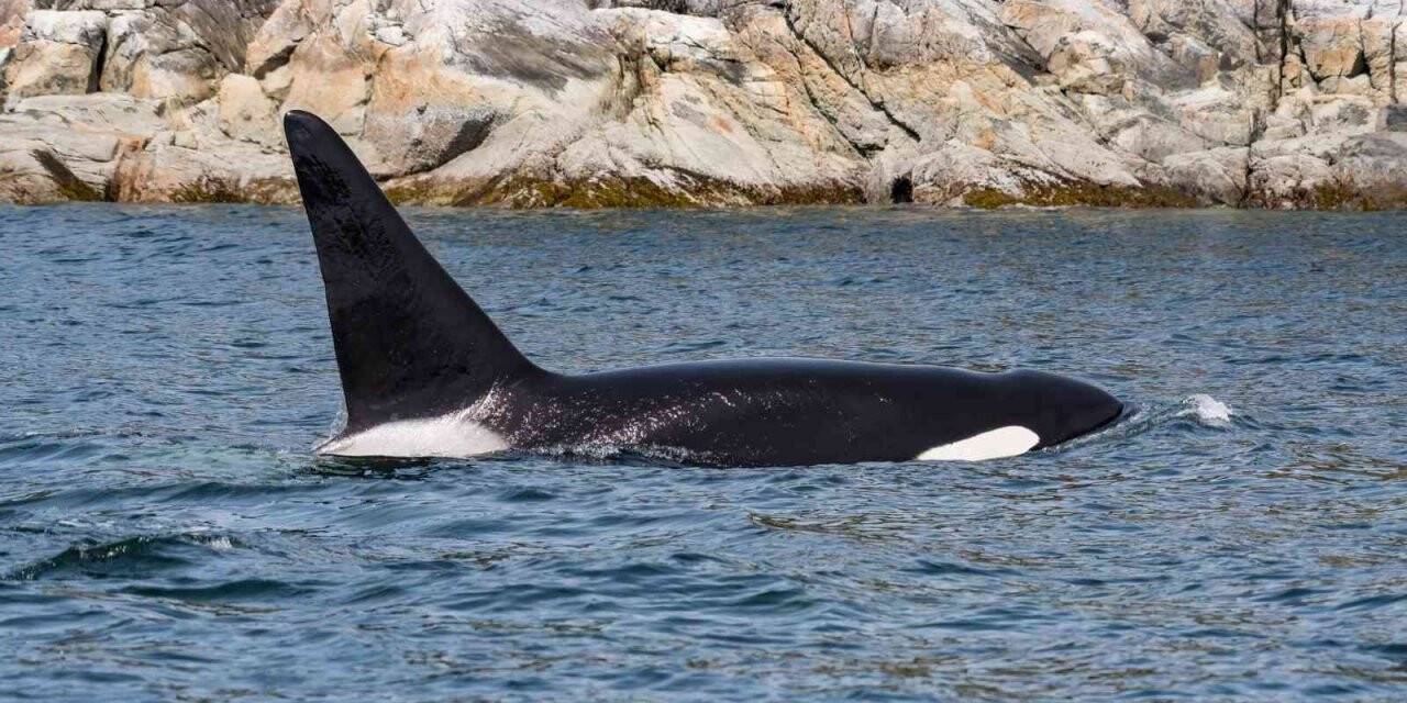 Fransa’dan katil balinaya ötenazi