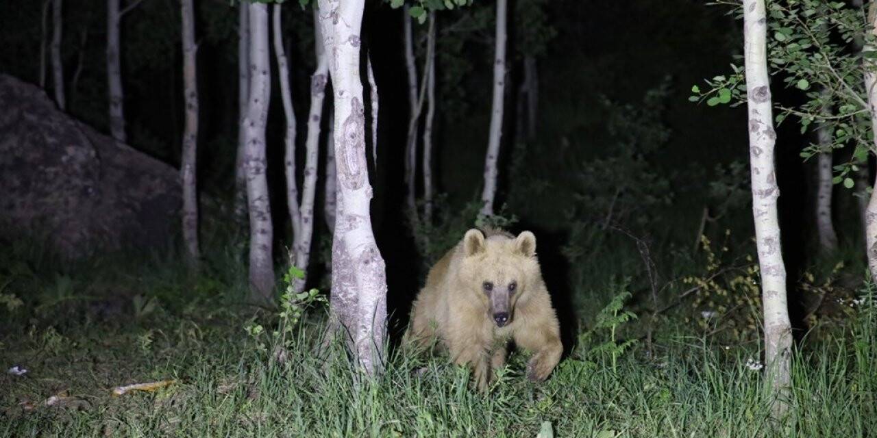 Nemrut’un maskot ayıları kış uykusundan uyandı
