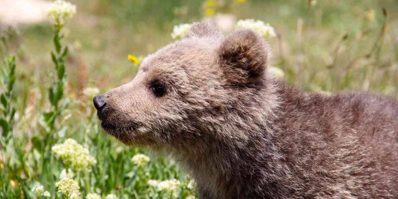 Van’da sevimli ayı yavrusuna ziyarete izin verilmeyecek