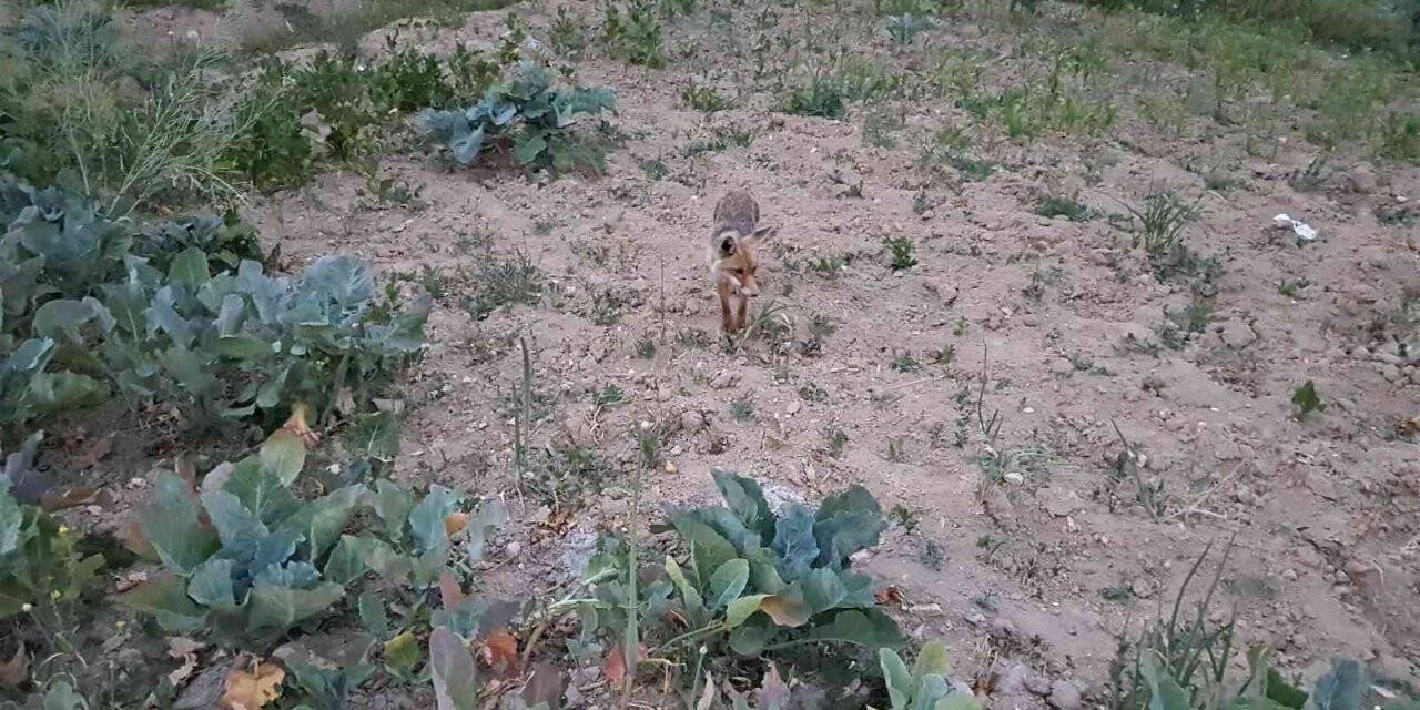 Kurnaz tilki yiyeceklerini toprağa gömerek sakladı