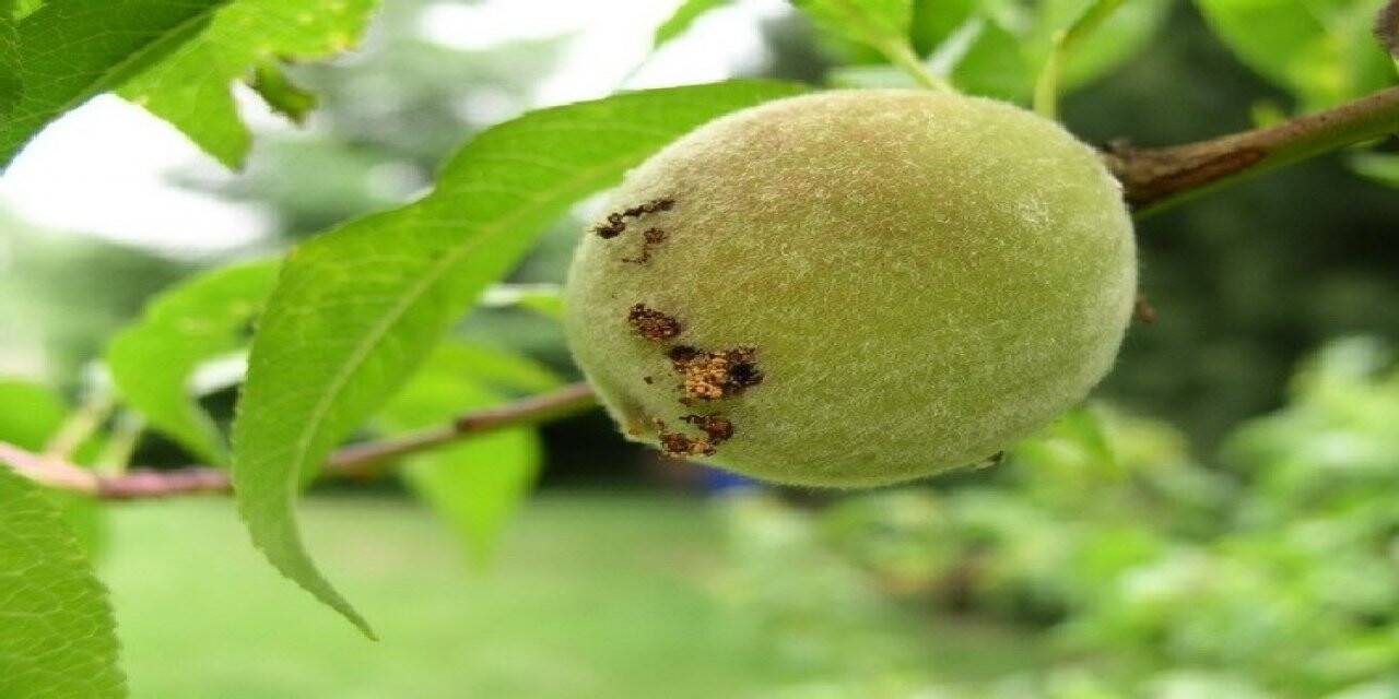 Şeftalide doğu meyve güvesi tehlikesi: "Yoğun miktarda rastlandı"