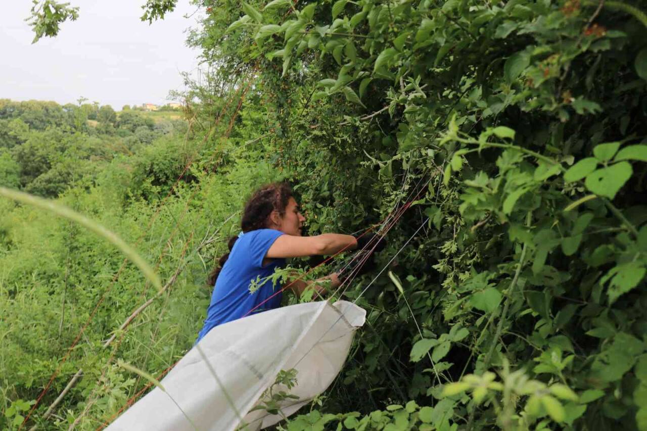 Yamaç paraşütçüsü metrelerce yüksekten ağaçlık alana düştü
