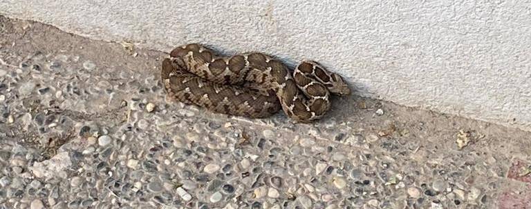 Bandırma’da yılan operasyonu