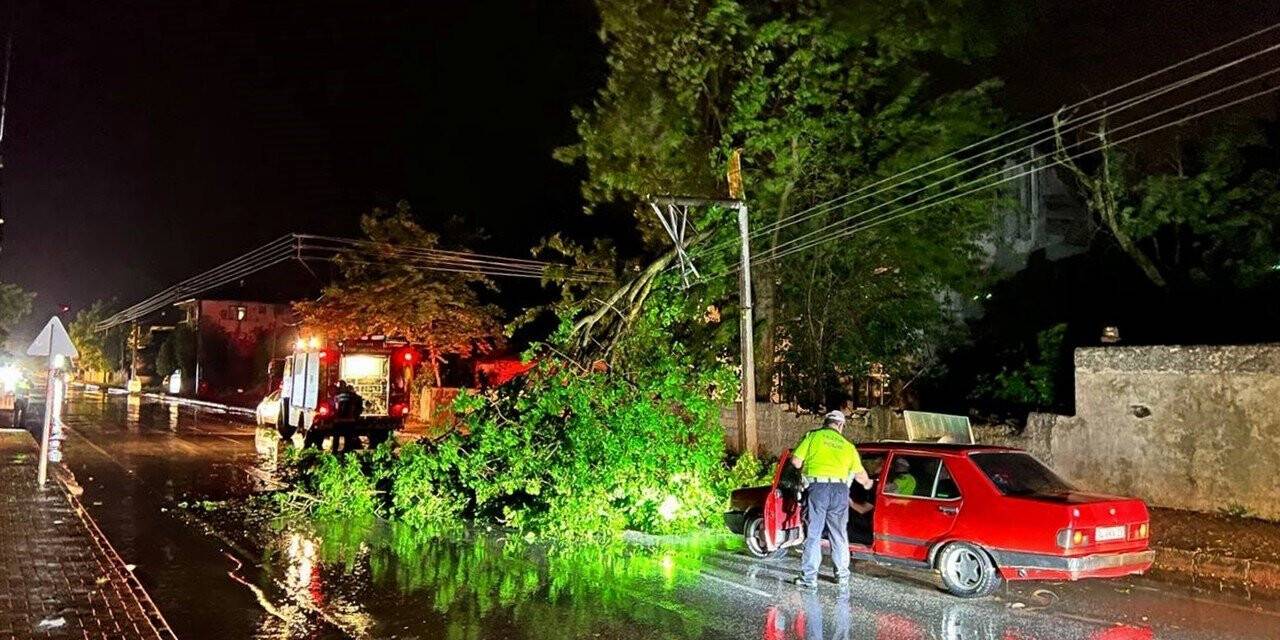 Şiddetli rüzgar ağaçları devirdi, kapanan yollar ekipler sayesinde açıldı