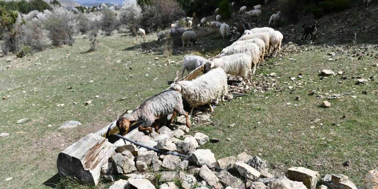Ankara Büyükşehir Belediyesi’nden hayvancılık yapan çiftçilere “SIVAT” desteği