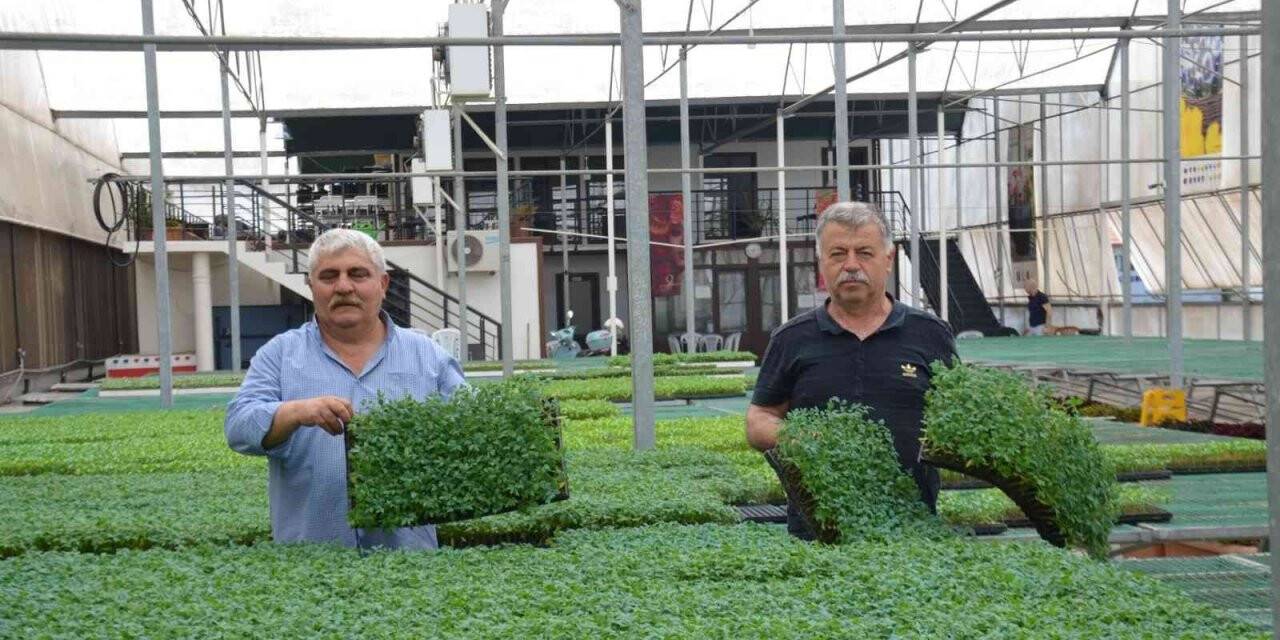 Yalova Ziraat Odası’ndan çiftçiye 250 bin yerli fide