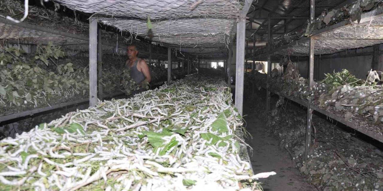 Batman’da ipekböcekçiliğinde 40 günde 20 bin TL gelir