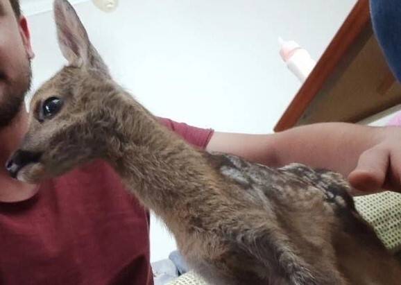 Biberonla besleyip, yetkililere teslim etti