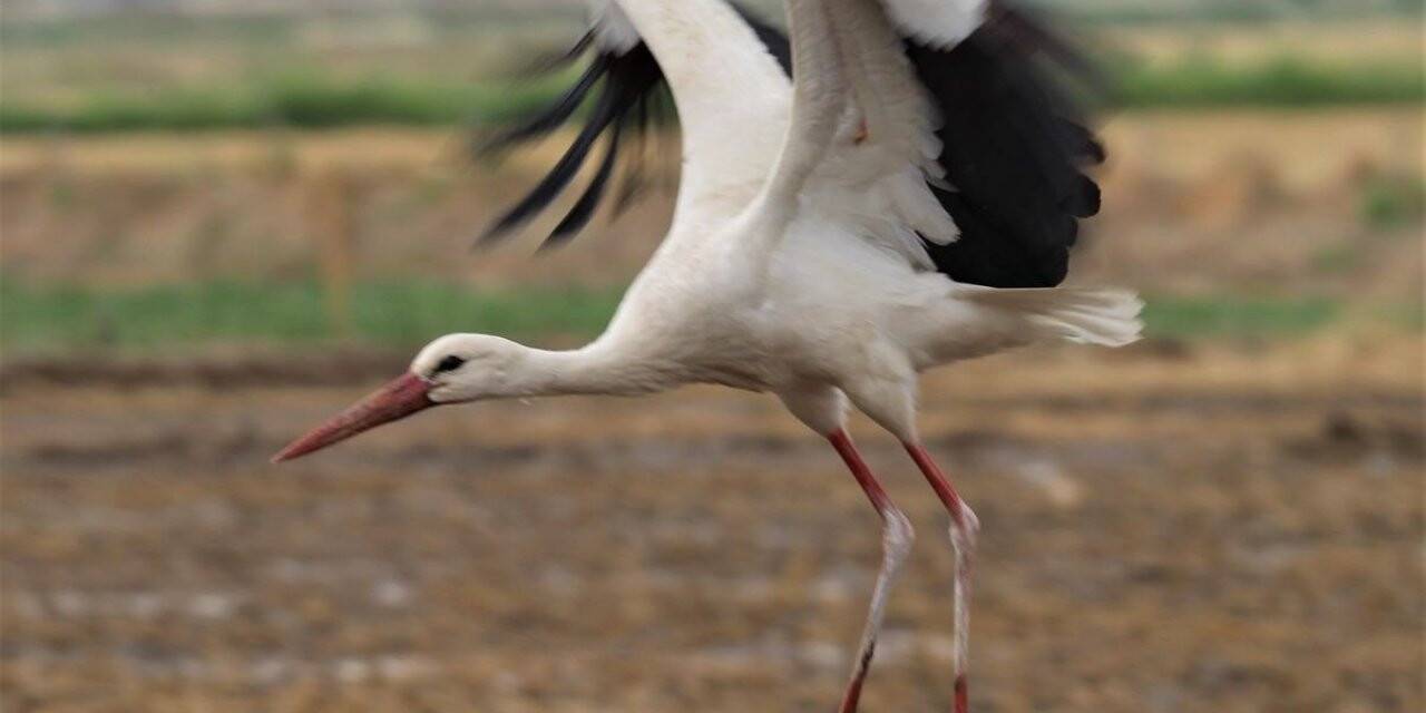 Aydın’ın sembolü leylekler gelmez oldu