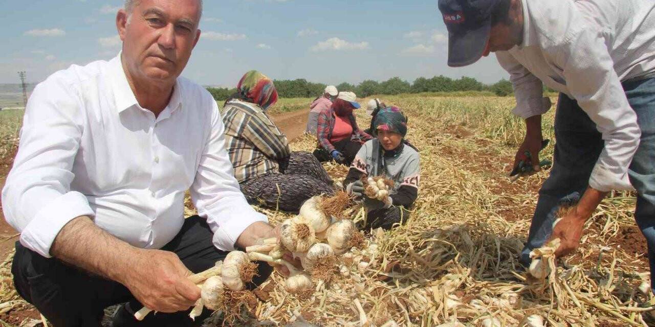 Meşhur araban sarımsağında hasat zamanı