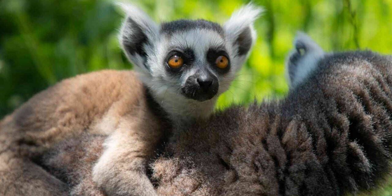 Yavru lemur Ormanya ailesine katıldı