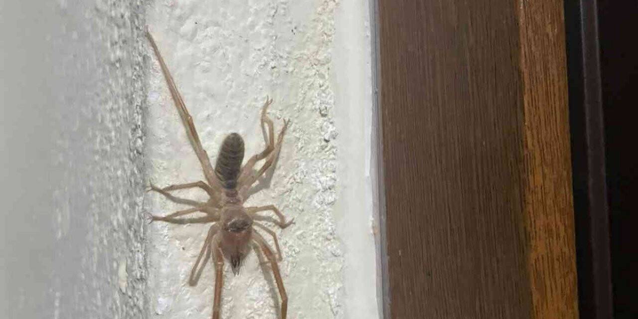 Elazığ’da ’et yiyen örümcek’ görüldü