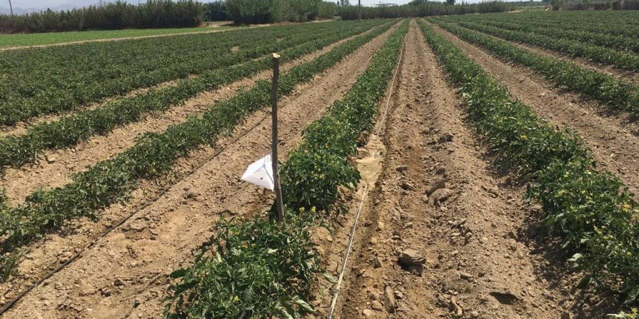 Nazilli’de domatesler hastalıklardan korunuyor