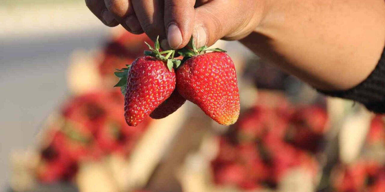 Market çalışanı ücreti yetersiz bulunca çilek işine girdi: Yıllık kazancı 800 bin TL
