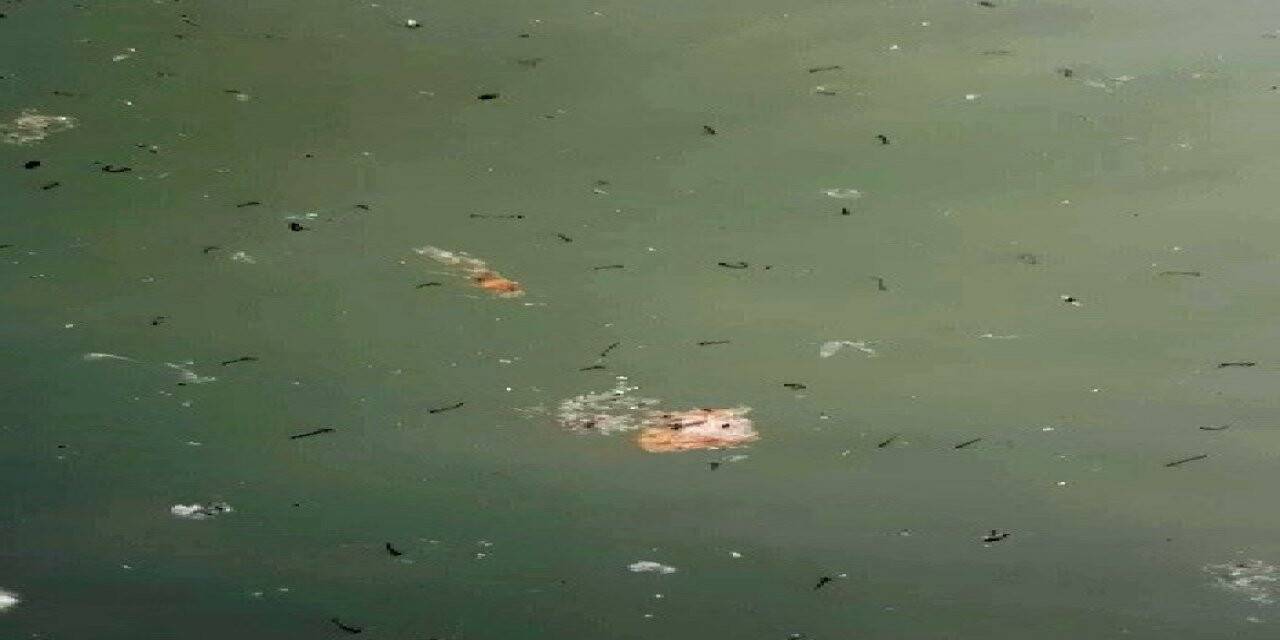 Süs havuzlarında haşereler üredi