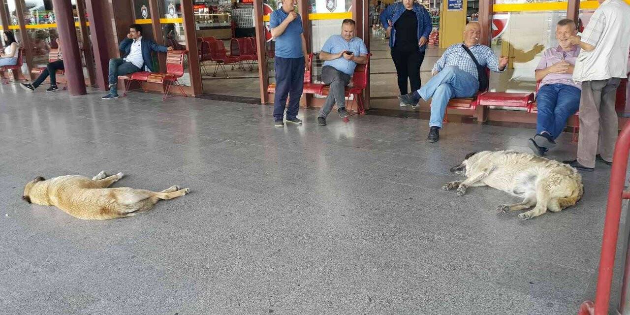 Sıcaktan bunalan köpekler soluğu otogarda aldı