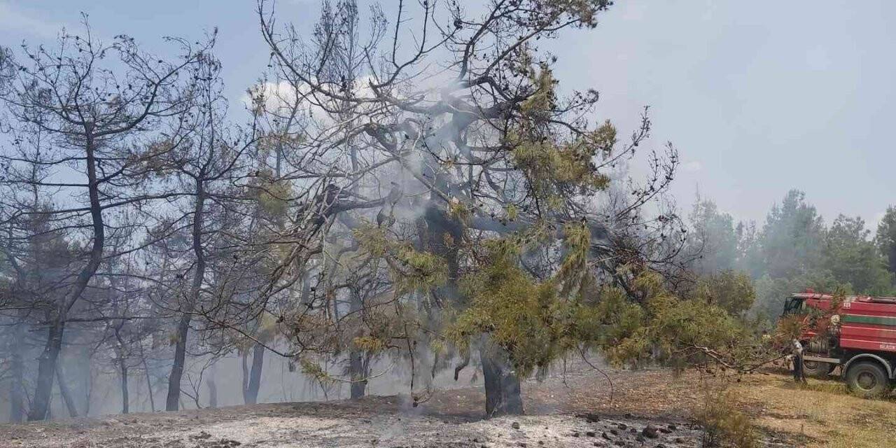 Bilecik’te orman yangını korkuttu