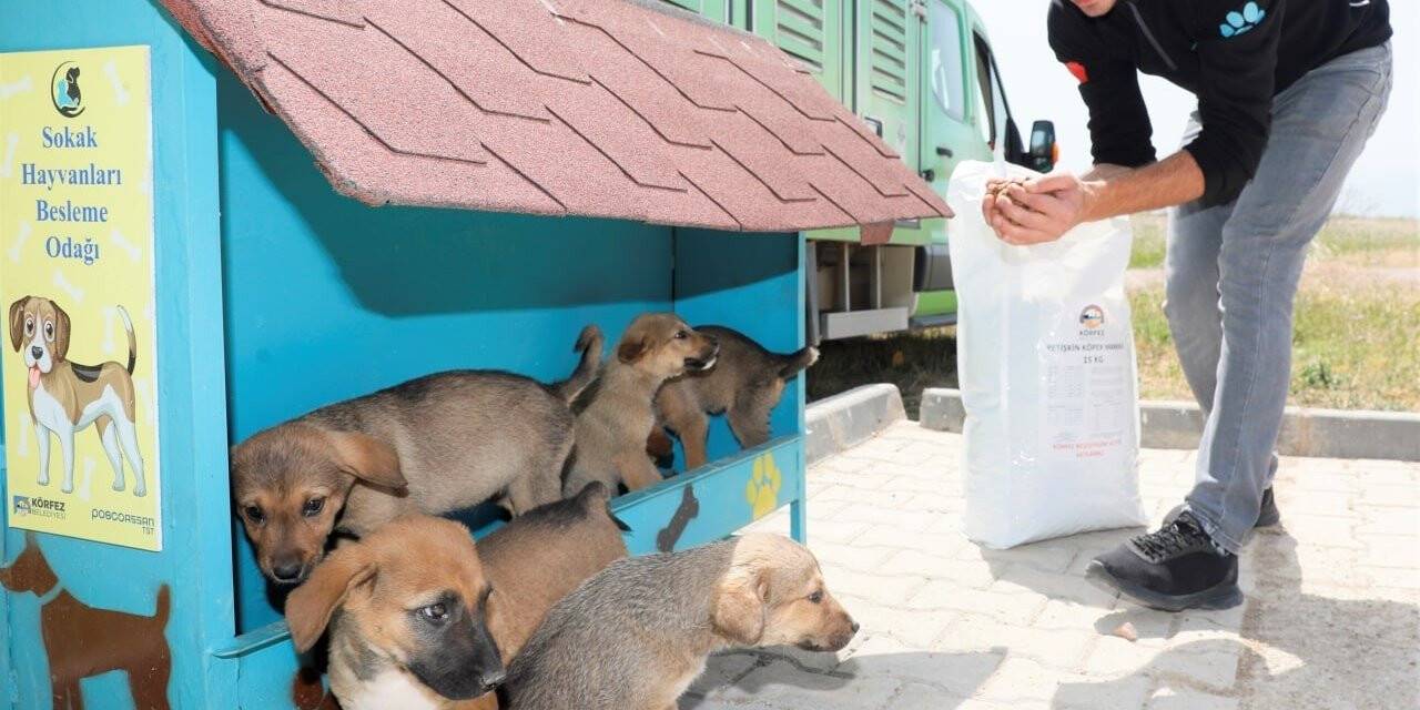 Körfez’de sokak hayvanları için beslenme noktaları oluşturuldu