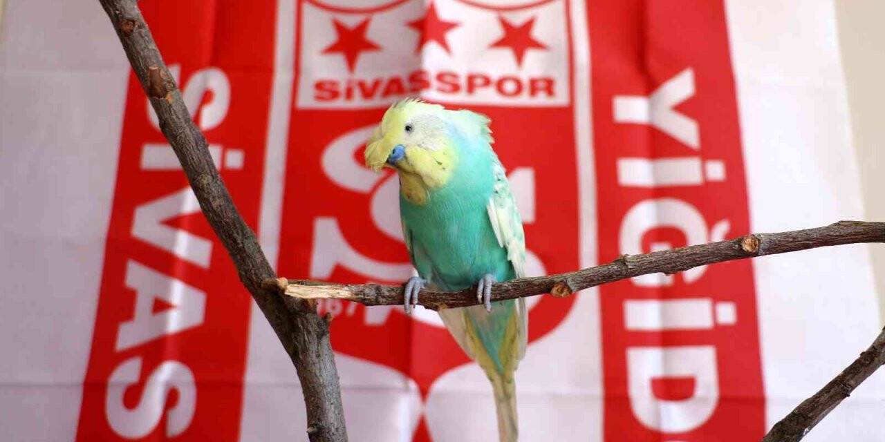 Fanatik muhabbet kuşu “O kupa Sivas’a geldi “