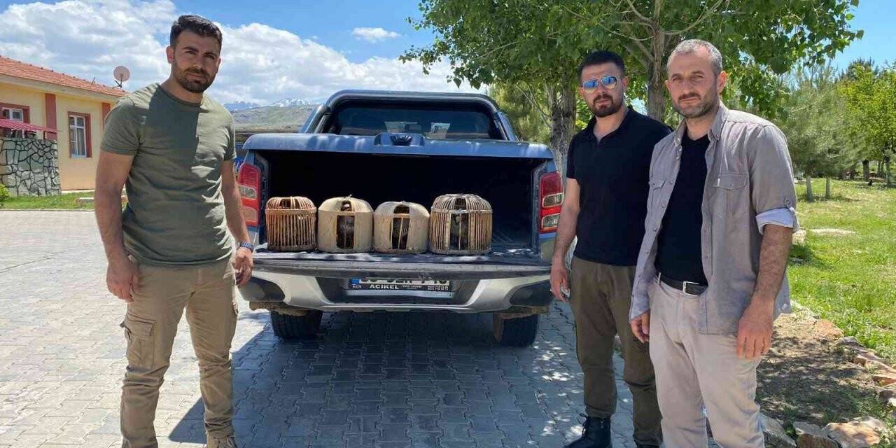 250 kilometre mesafeden kaçak keklik avına gelmişler