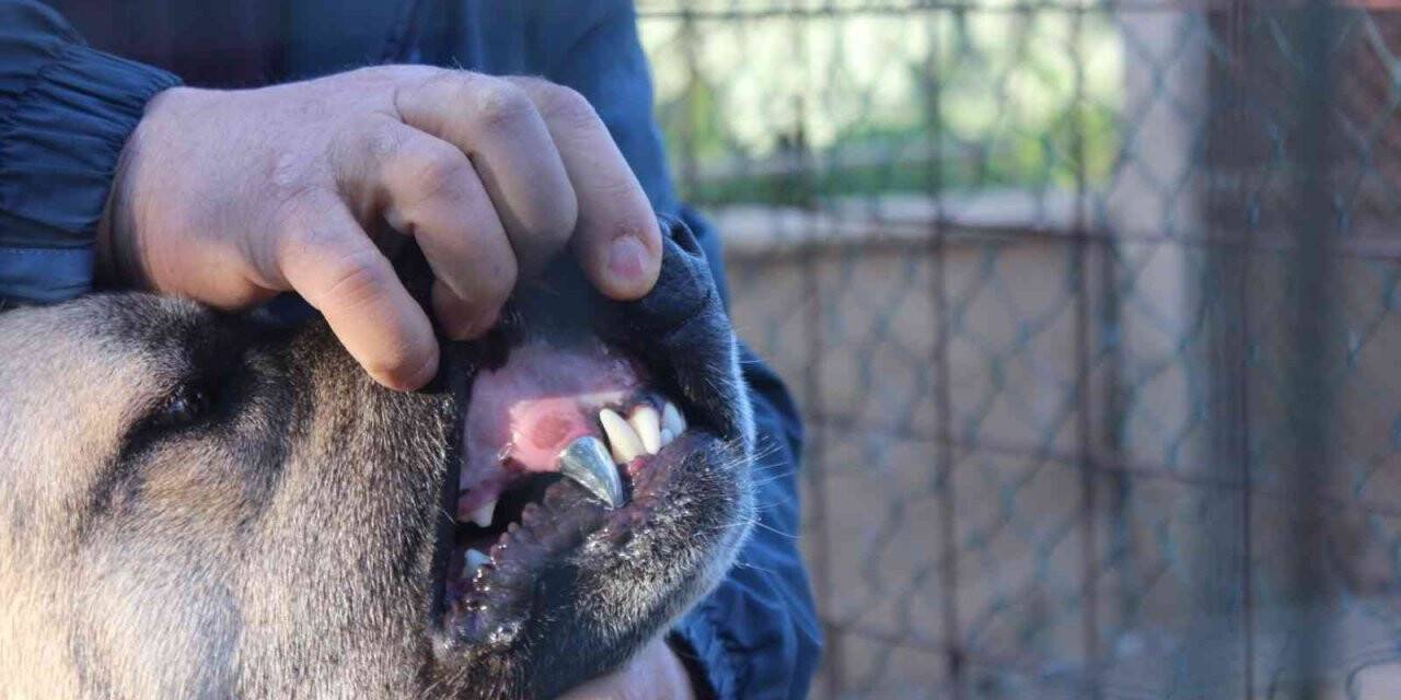 Köpeğine protez diş yaptı