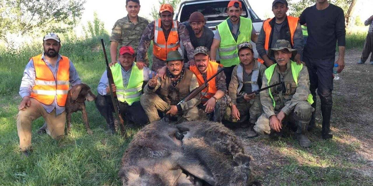 Kışın sürü halinde görüntülenen yaban domuzlarının peşine düştüler