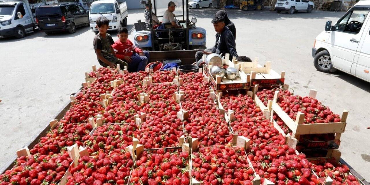 Bursa’da çilek hasadı başladı