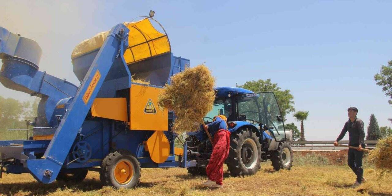 43 derece sıcakta mercimek hasadı