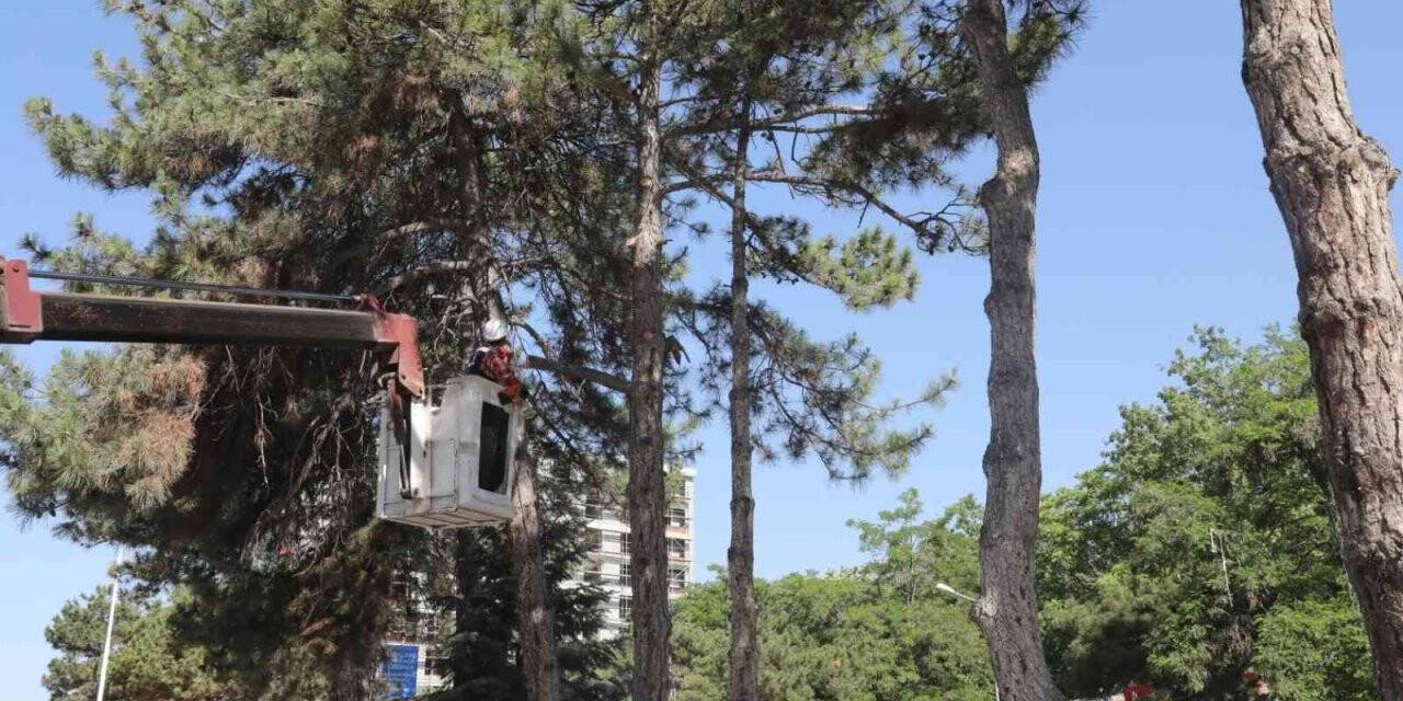 Kent Meydanı sahasındaki ağaçlar taşınacak