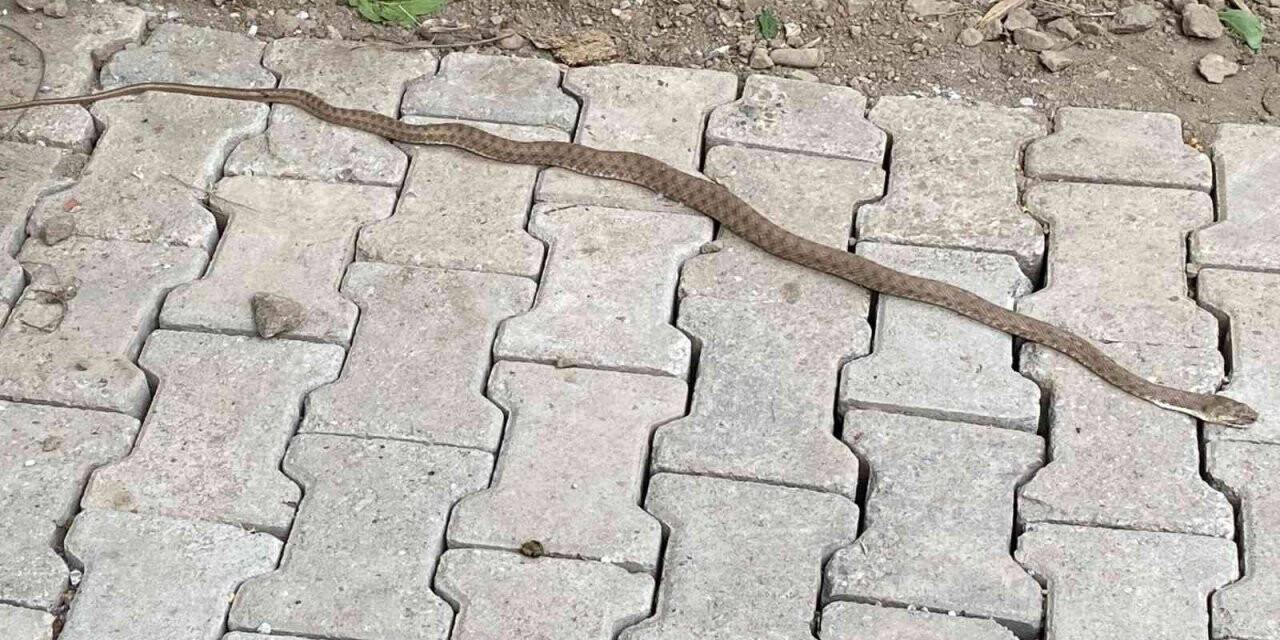 Eve giren yılanı itfaiye ekipleri çıkardı