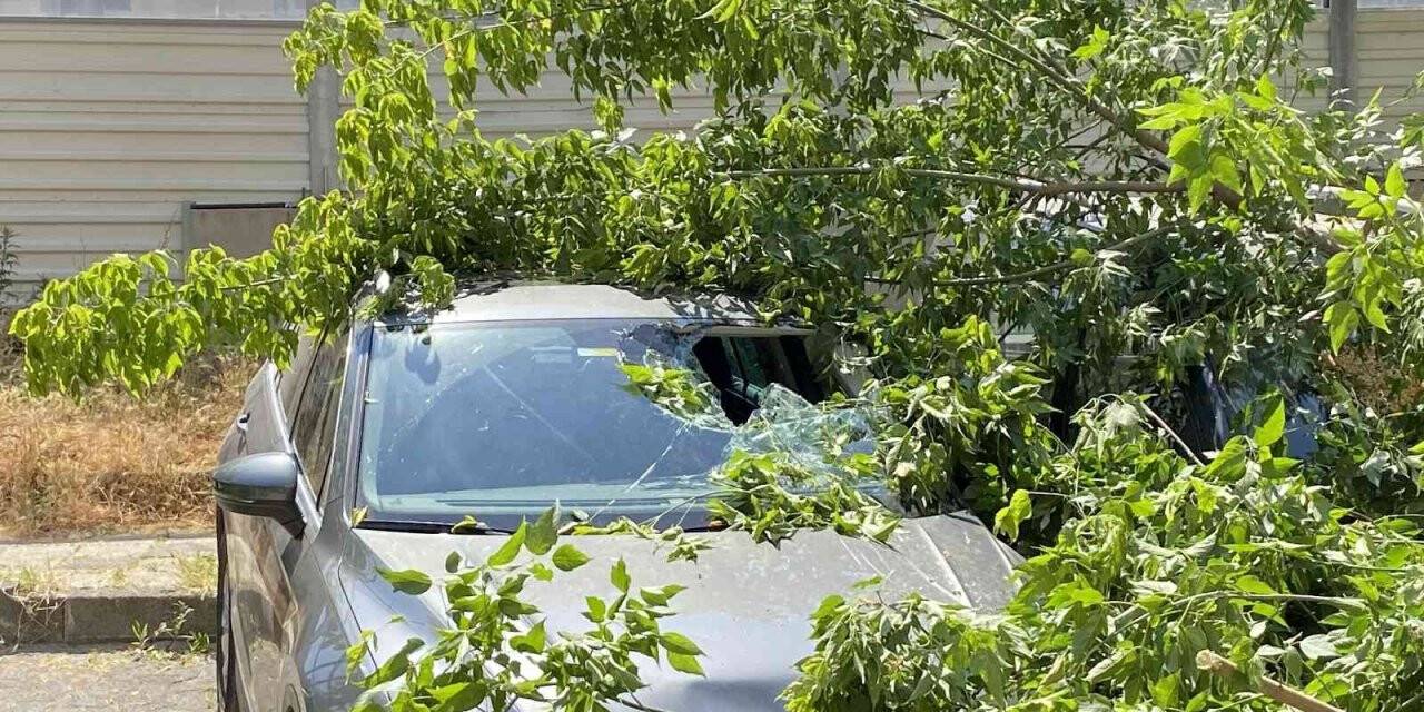 Kadıköy’de ağaç 2 otomobilin üzerine devrildi, bir kişi yaralandı