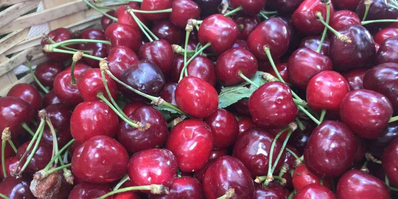 Kırklareli’nde kiraz 25 liradan tezgaha çıktı