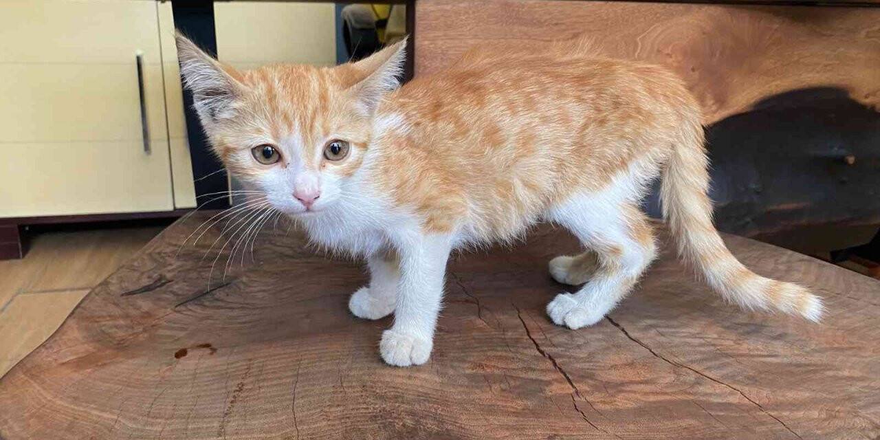 Otomobilin çarptığı kedi yaşam savaşı veriyor, ameliyat olmazsa hayatını kaybedecek