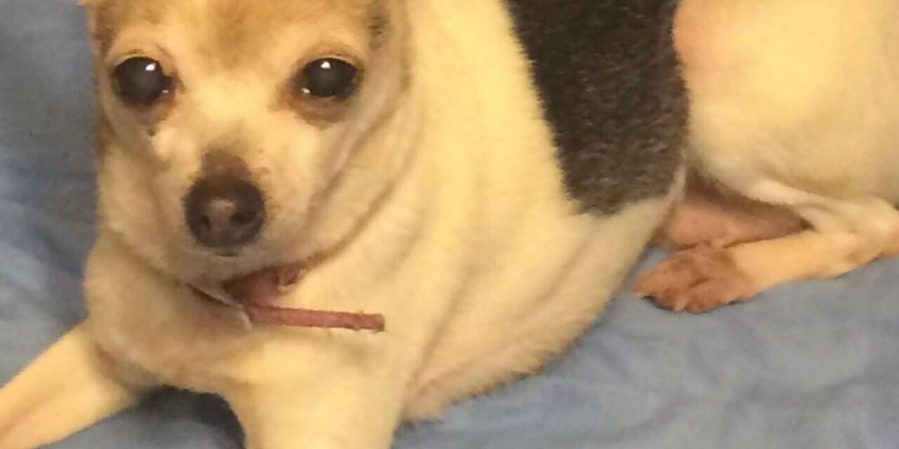 "Dünyanın en yaşlı köpeği" Pebbles, 22 yaşında Guinness Rekorlar Kitabı’na girdi