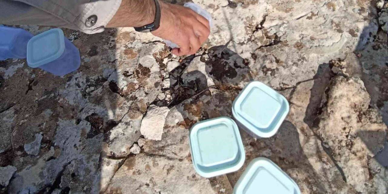 İzinsiz akrep toplayan şahıslara yüklü miktarda ceza