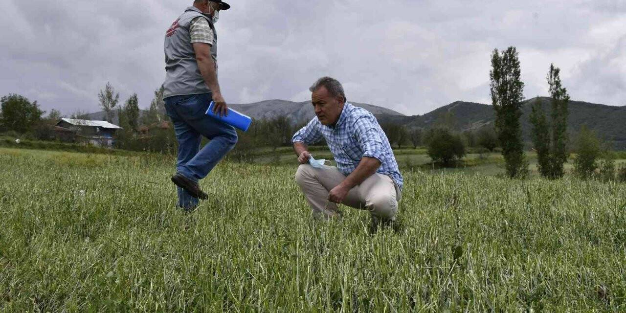 Tokat’ta dolu yağışı ekili tarım arazilerini vurdu