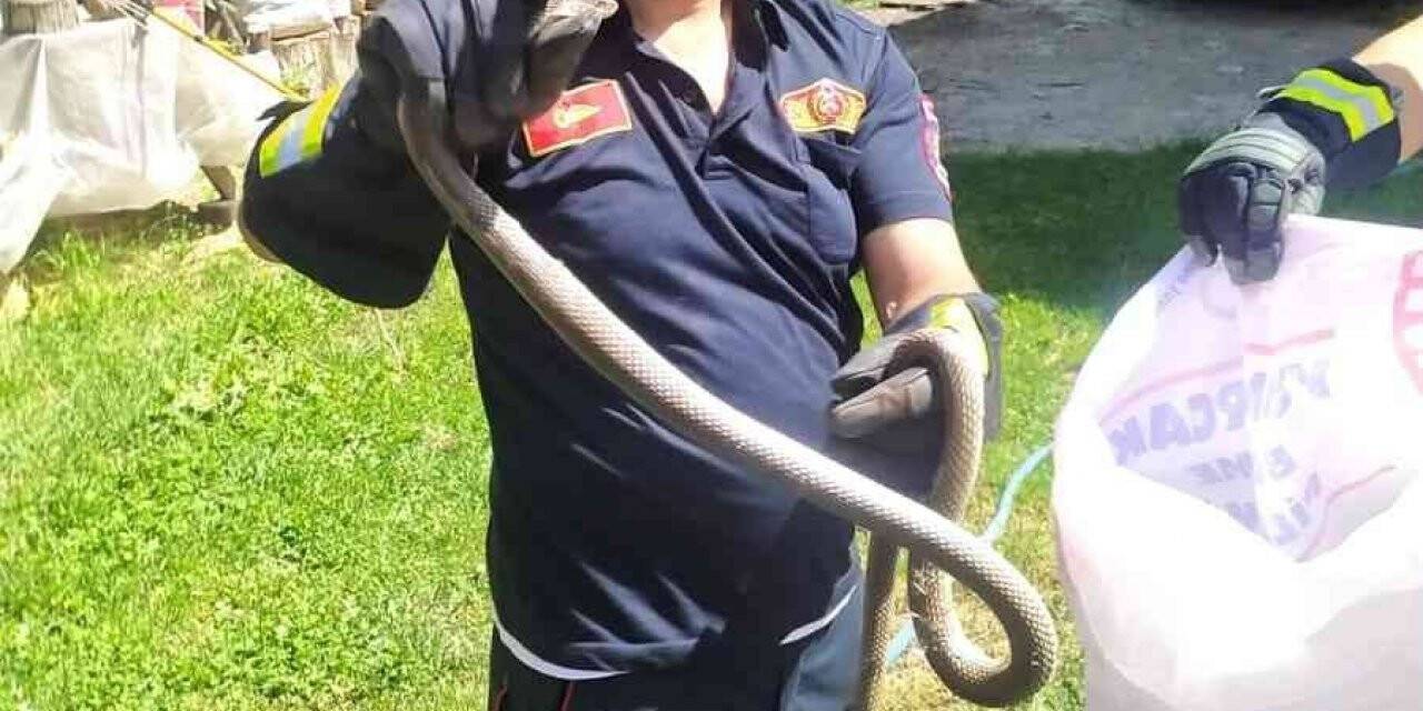 İtfaiye ekiplerinden yılan yakalama operasyonu