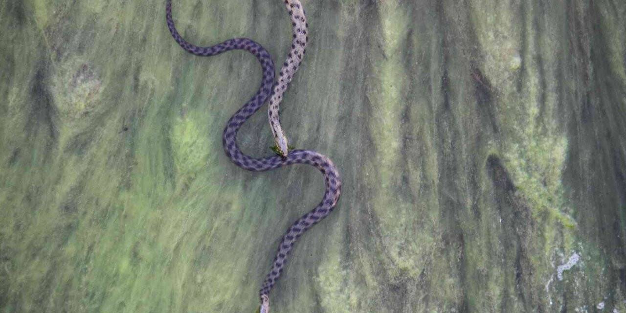 Vatandaşlar kanal kenarında film izler gibi tatlı su yılanı izliyor