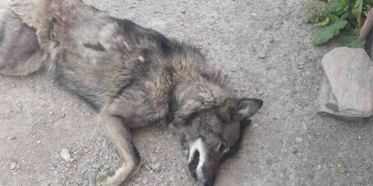Yolunu kaybeden kurt, şehir merkezine indi