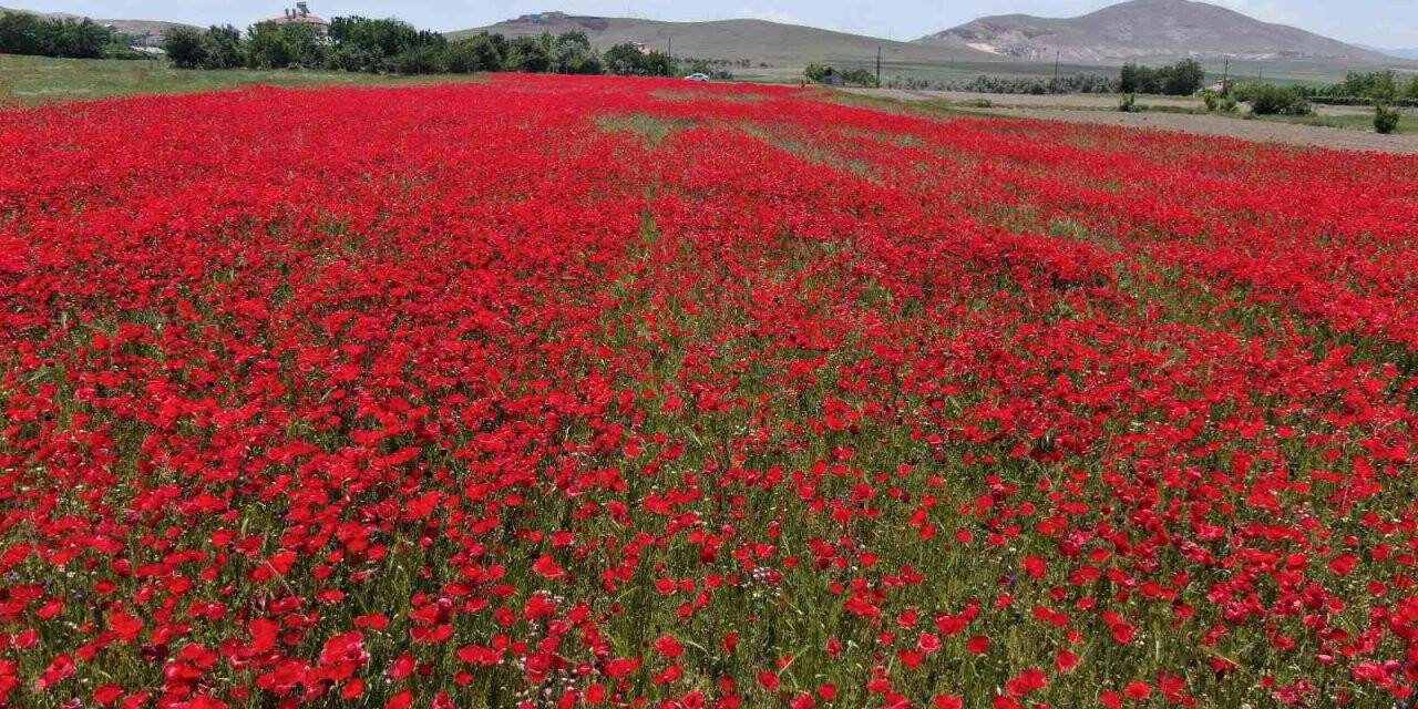 Gelincik tarlası görenleri mest etti