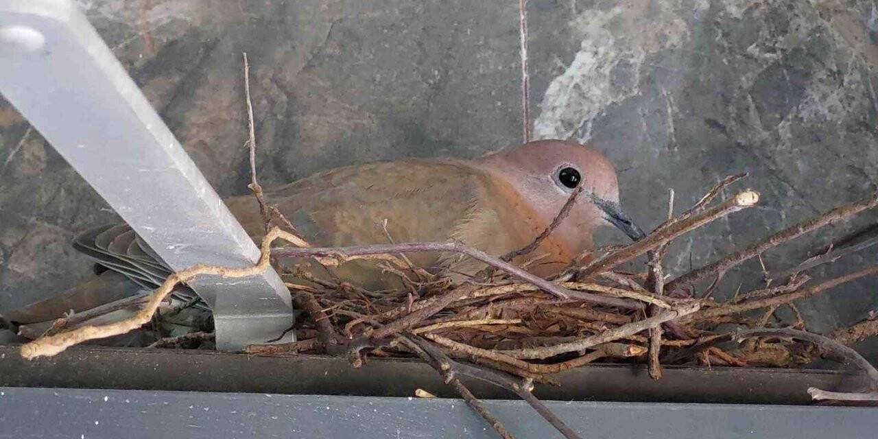 Öğrencilerin ‘kumru yuvası’ hassasiyeti