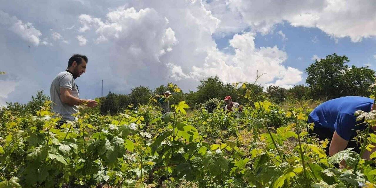 Tarım ekiplerinden hastalık ve zararlılara karşı etkin mücadele