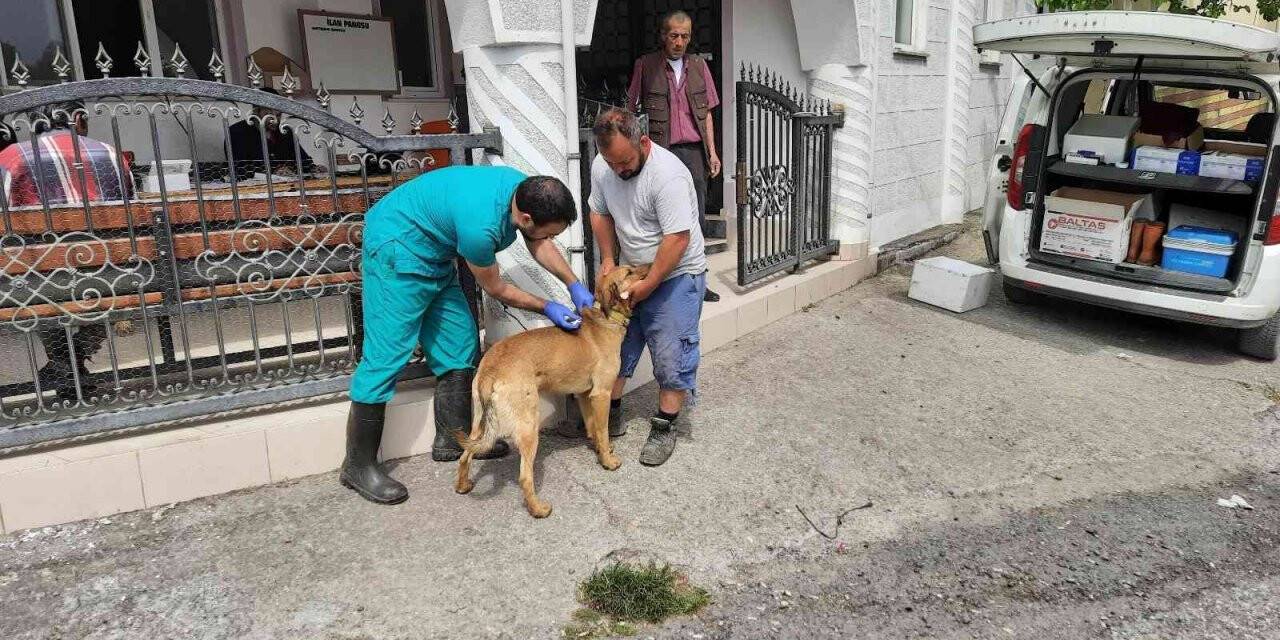 Zonguldak’da köpekler artık mikroçipli