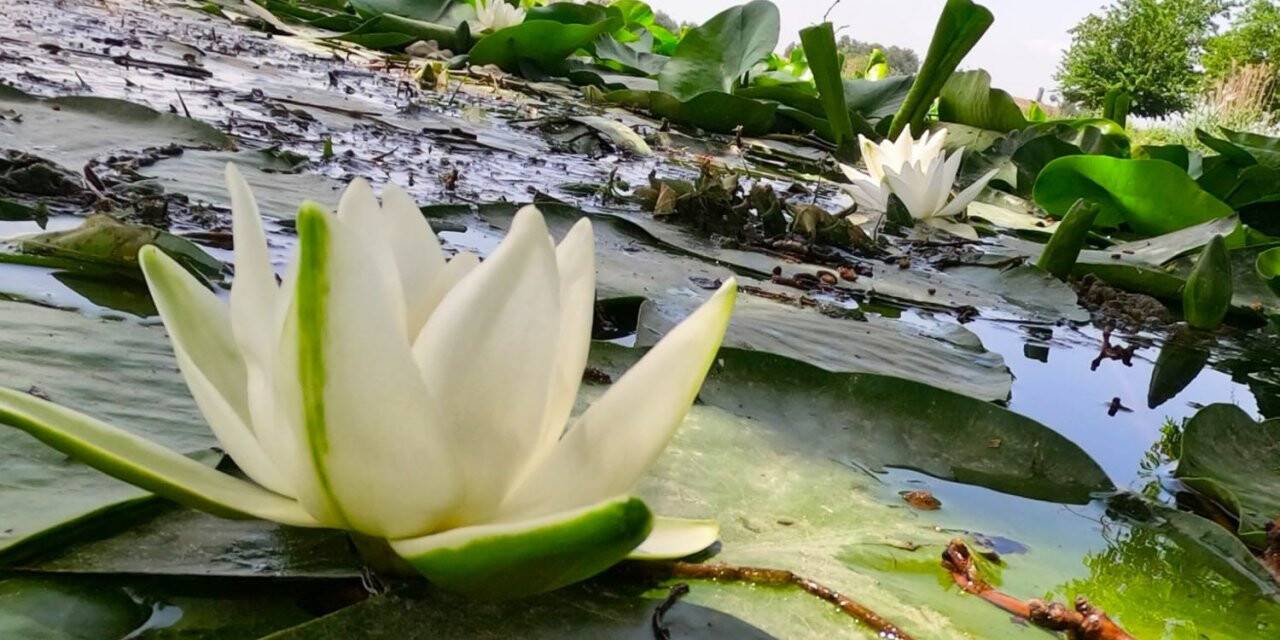 Nilüfer çiçekleri kirlilikle boğuşuyor: Koparmanın cezası 73 bin lira